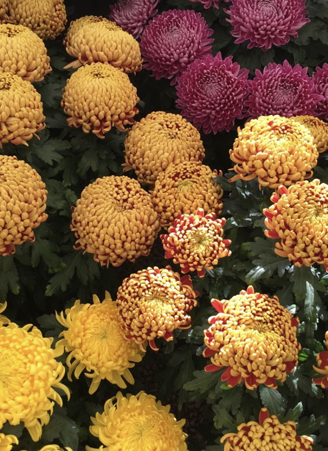 À l'occasion de la Toussaint, un large choix de chrysanthèmes chez votre fleuriste Côté Fleurs Création à Roanne
