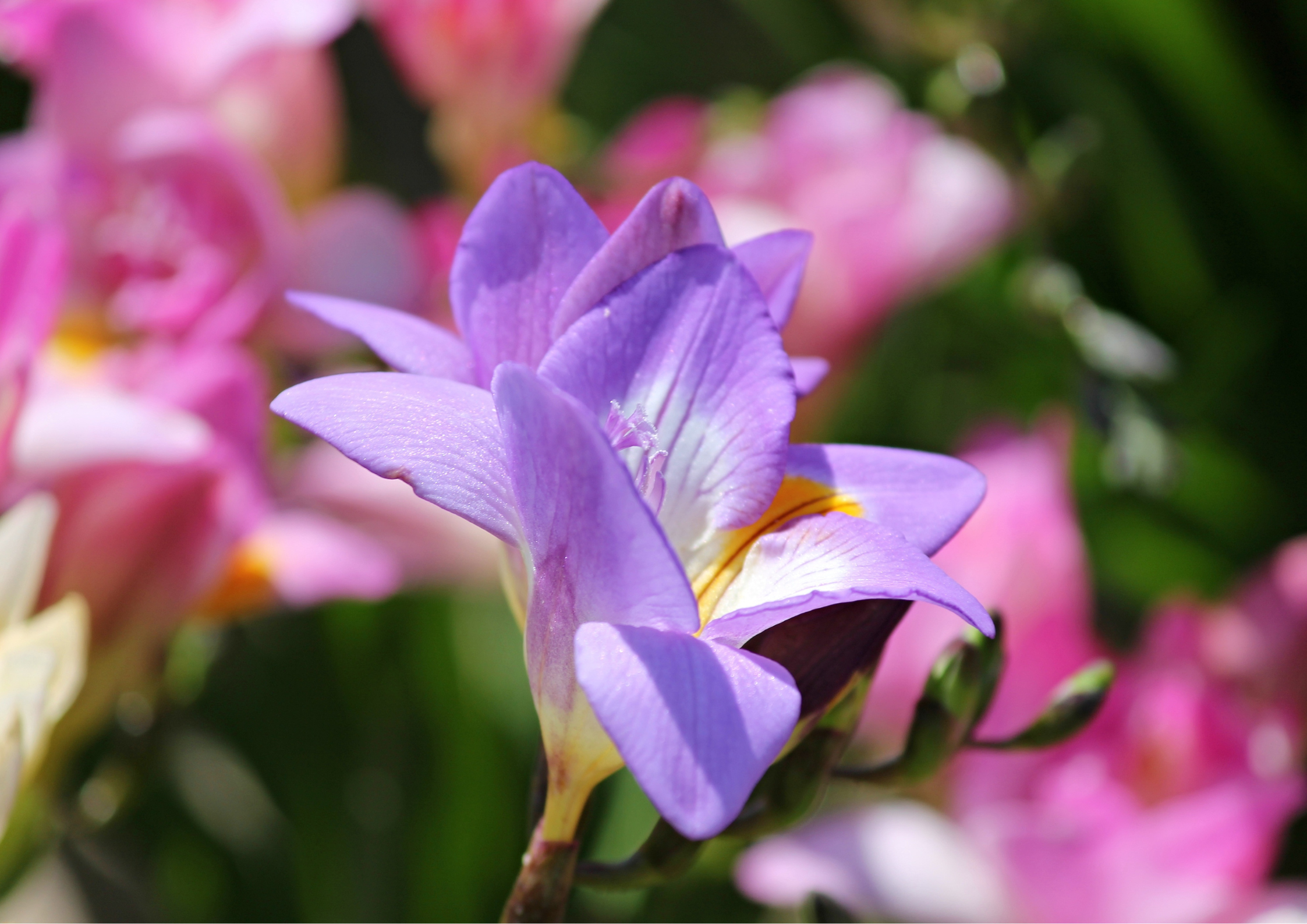 contactez dès maintenant Côté Fleurs Création votre fleuriste à Mably