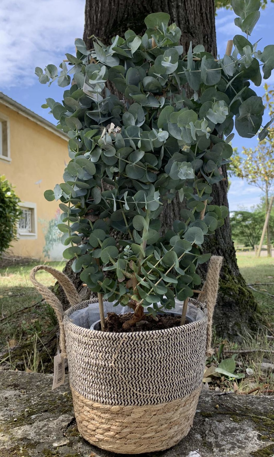 Eucalyptus - Fleuriste Côté Fleurs Création Roanne 42 - Fête des pères