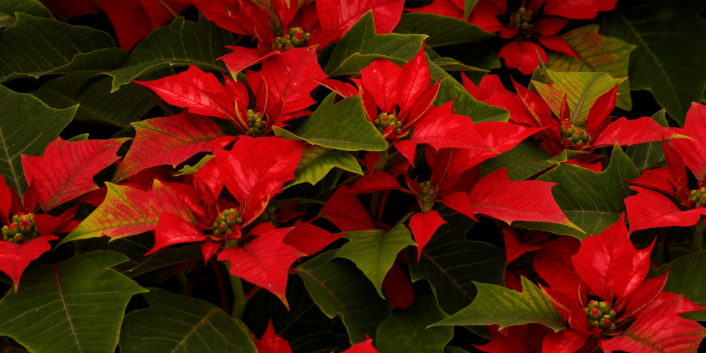 Fleuriste Côté Fleurs Création Roanne Fête de Noël