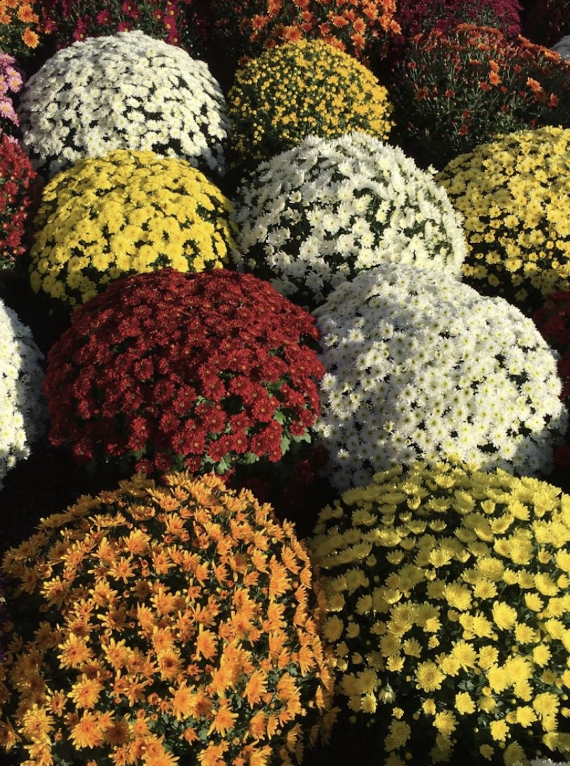 Pomponette chez votre fleuriste Côté Fleurs Création à Roanne 